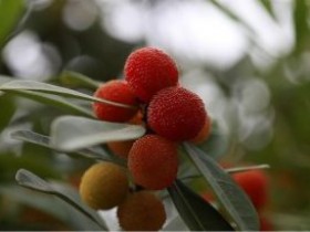 과일이야기(杨梅)-杨梅를 아시나요?